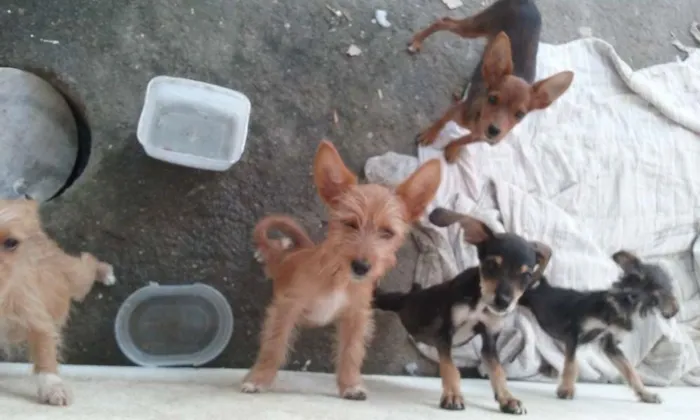 Cachorro ra a indefinida idade 2 a 6 meses nome formiga, amarelo, d