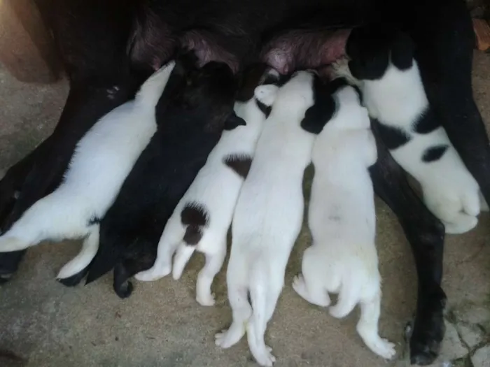 Cachorro ra a Viralata idade Abaixo de 2 meses nome Sem nome ainda
