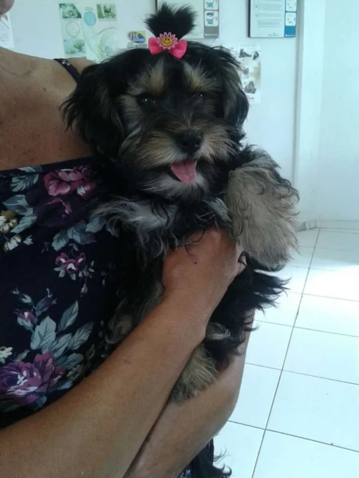 Cachorro ra a SRD idade 2 a 6 meses nome juju