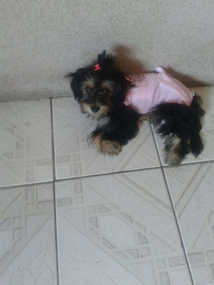 Cachorro ra a SRD idade 2 a 6 meses nome juju