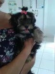 juju