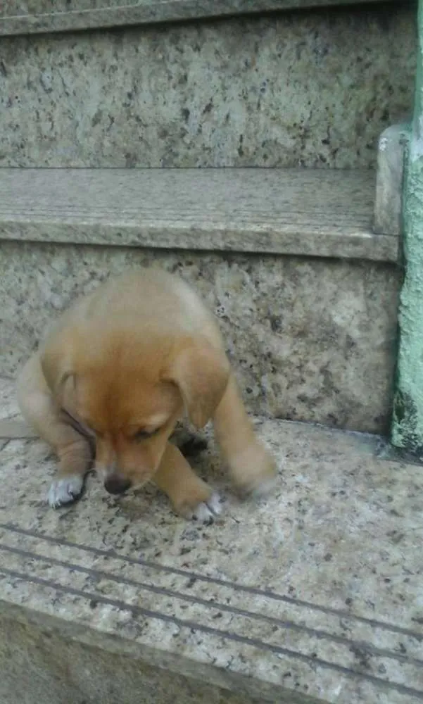 Cachorro ra a SRD idade 2 a 6 meses nome bebes valeria