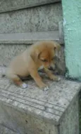 bebes valeria
