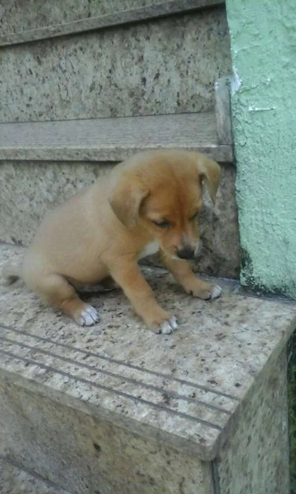 Cachorro ra a SRD idade 2 a 6 meses nome bebes valeria