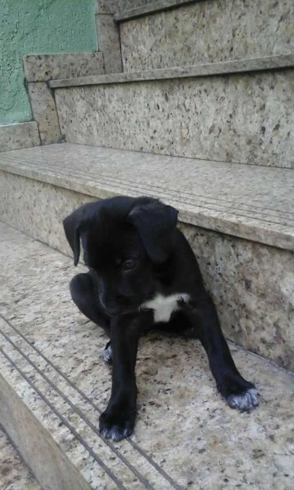 Cachorro ra a SRD idade 2 a 6 meses nome bebes valeria