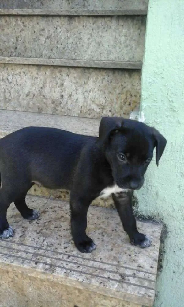 Cachorro ra a SRD idade 2 a 6 meses nome bebes valeria
