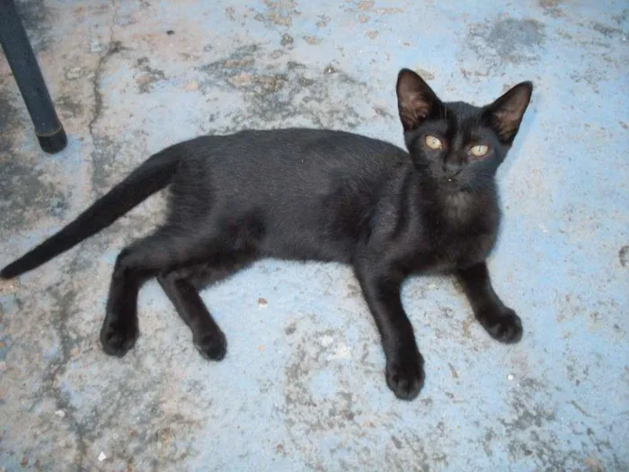 Gato ra a  idade 2 a 6 meses nome Sem nome 