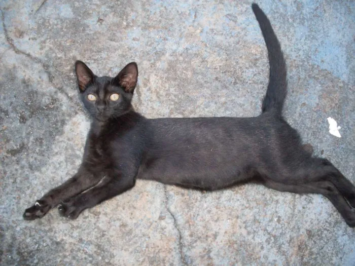 Gato ra a  idade 2 a 6 meses nome Sem nome 