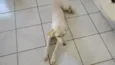 Lua