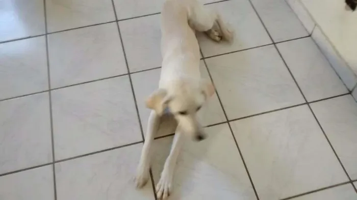 Cachorro raça Sem raça definida SRD idade 7 a 11 meses nome Lua