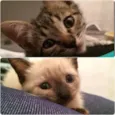 Leo & Cookie (Adoçã