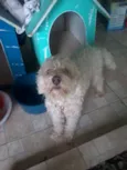 Branquinho e Negão