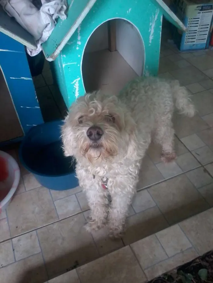 Cachorro raça Poodle idade 6 ou mais anos nome Branquinho e Negão