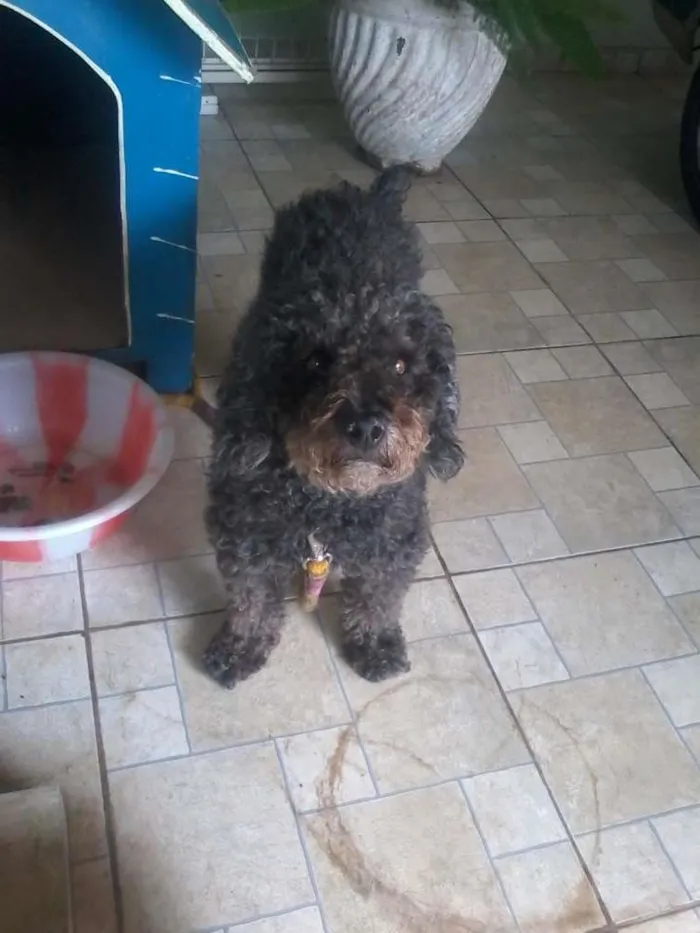 Cachorro raça Poodle idade 6 ou mais anos nome Branquinho e Negão