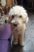 Branquinho e Negão