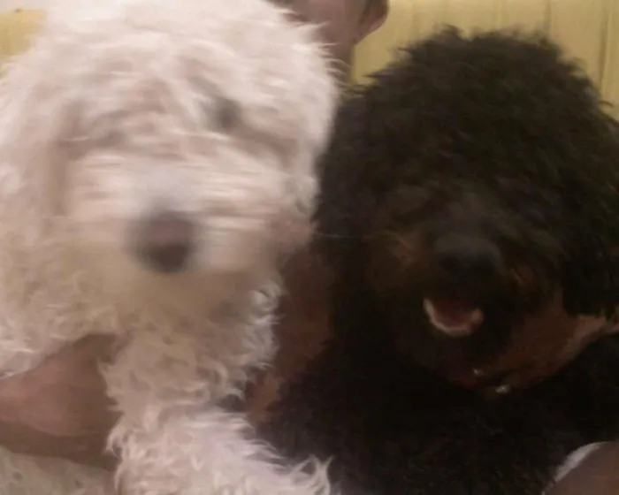Cachorro raça Poodle idade 6 ou mais anos nome Branquinho e Negão