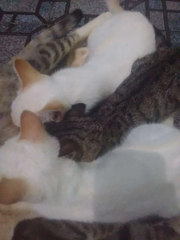 Gato raça  idade 2 a 6 meses nome Sem nome 