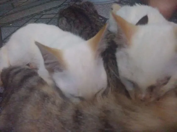 Gato raça  idade 2 a 6 meses nome Sem nome 