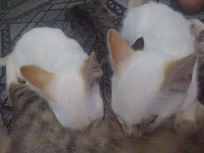 Gato raça  idade 2 a 6 meses nome Sem nome 