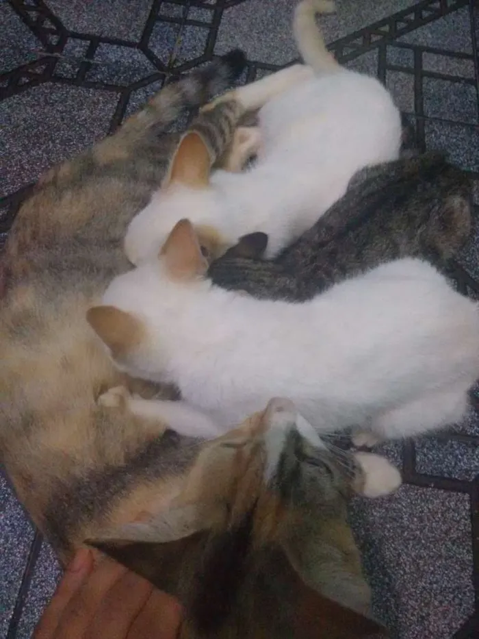 Gato raça  idade 2 a 6 meses nome Sem nome 