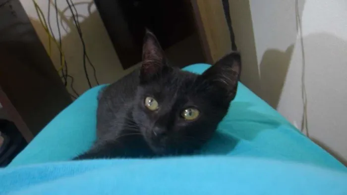 Gato ra a SRD idade 2 a 6 meses nome Negra Li