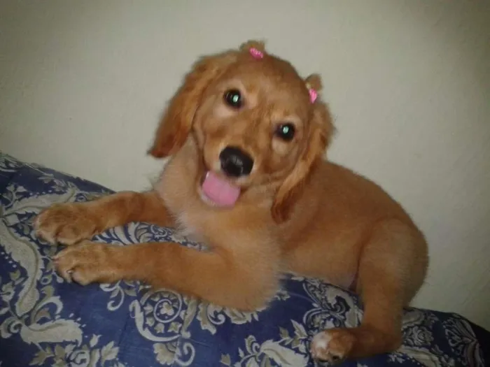 Cachorro ra a Golden idade 2 a 6 meses nome Shakira