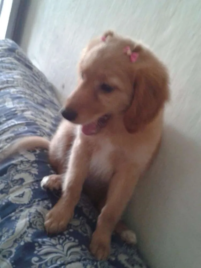 Cachorro ra a Golden idade 2 a 6 meses nome Shakira
