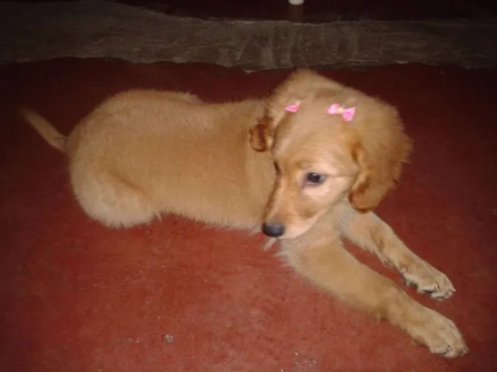 Cachorro ra a Golden idade 2 a 6 meses nome Shakira