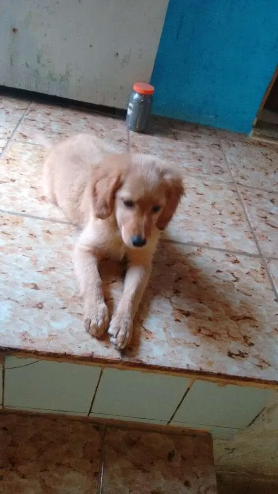 Cachorro ra a Golden idade 2 a 6 meses nome Shakira