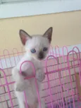Princesa
