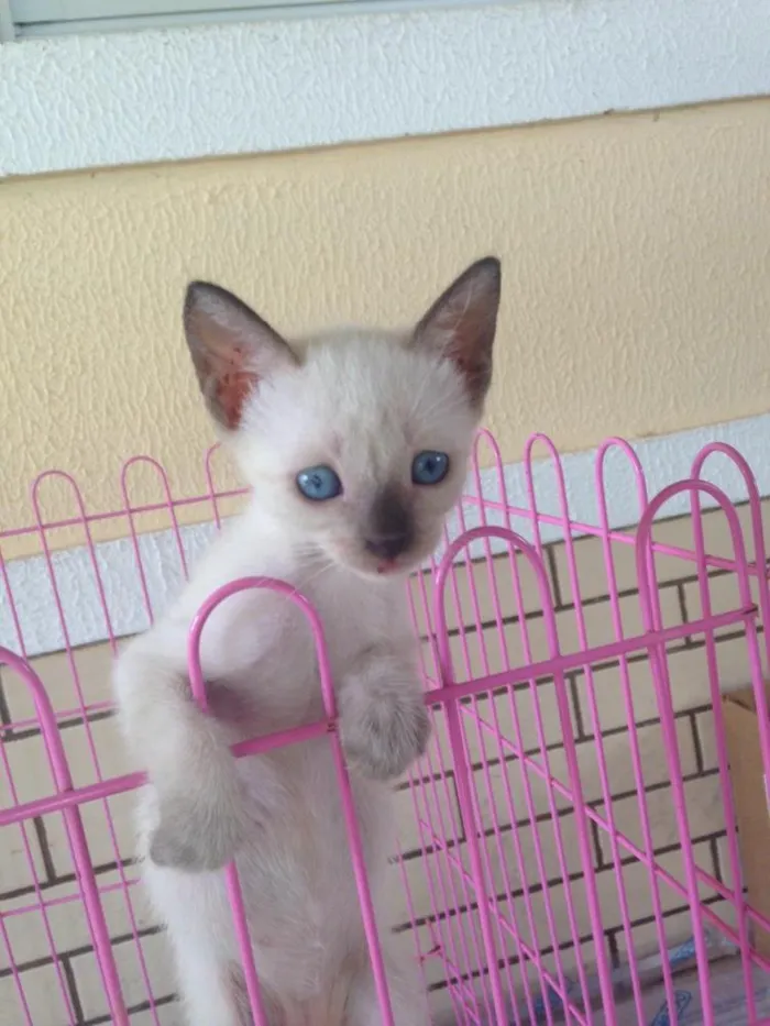 Gato ra a SRD idade Abaixo de 2 meses nome Princesa