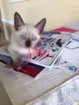 Princesa