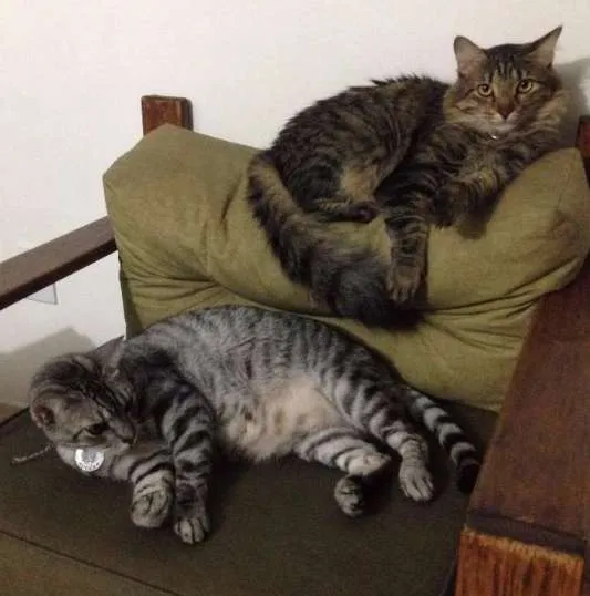 Gato ra a  idade 4 anos nome Chico e Bento