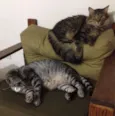 Chico e Bento