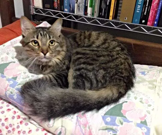 Gato ra a  idade 4 anos nome Chico e Bento