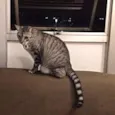 Chico e Bento