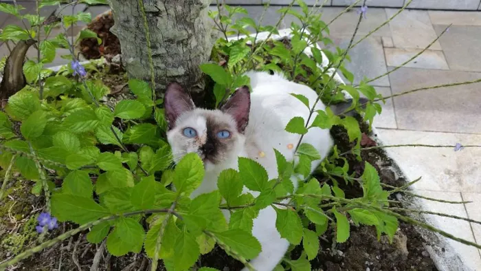 Gato ra a srd idade 2 a 6 meses nome Safira