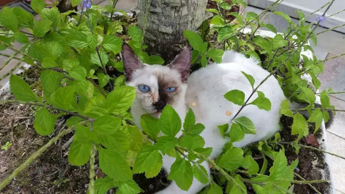 Gato ra a srd idade 2 a 6 meses nome Safira