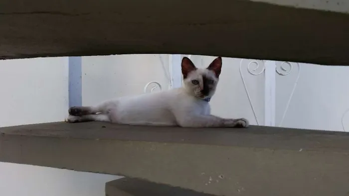 Gato ra a srd idade 2 a 6 meses nome Safira