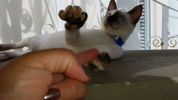 Gato ra a srd idade 2 a 6 meses nome Safira
