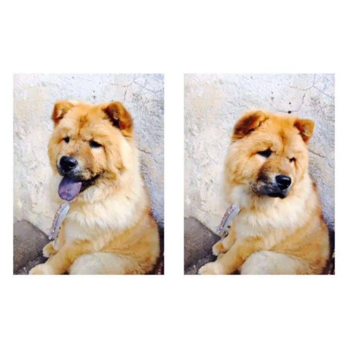 Cachorro ra a Chow Chow idade 3 anos nome Aslan