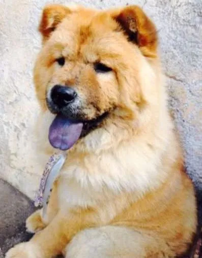 Cachorro ra a Chow Chow idade 3 anos nome Aslan