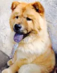 Aslan