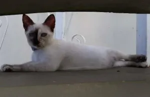 Gato raça srd idade 2 a 6 meses nome Safira