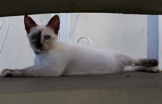 Gato ra a srd idade 2 a 6 meses nome Safira