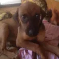 Princesa