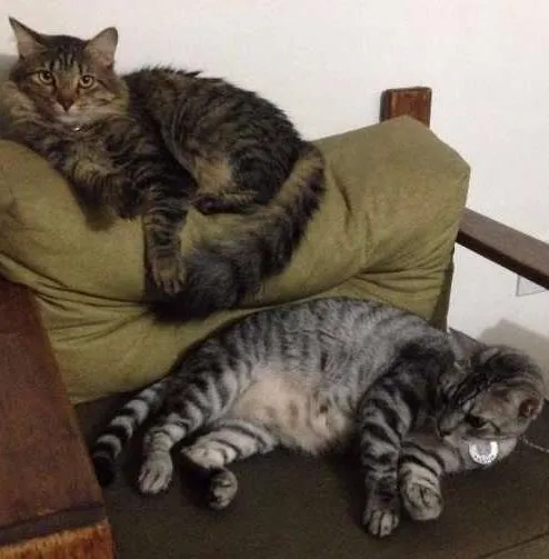 Gato ra a  idade 4 anos nome Chico e Bento