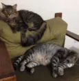 Chico e Bento