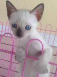 Princesa