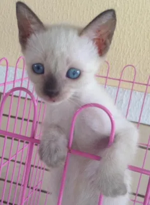 Gato raça SRD idade Abaixo de 2 meses nome Princesa